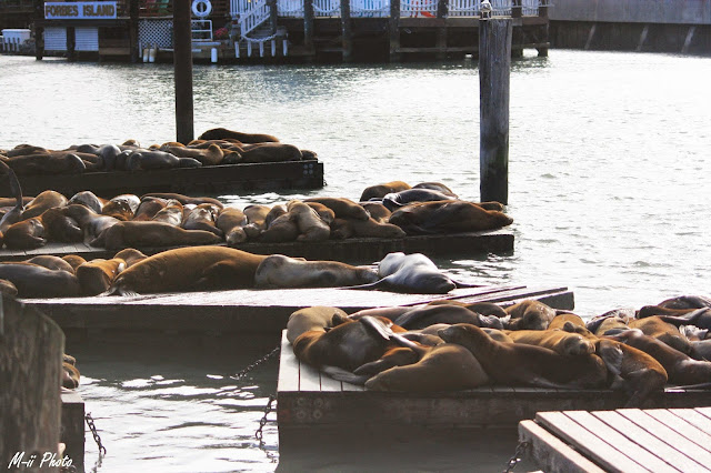 M-ii Photo : 10 choses à faire à San Francisco / 2. Ecouter les otaries sur le Pier 39