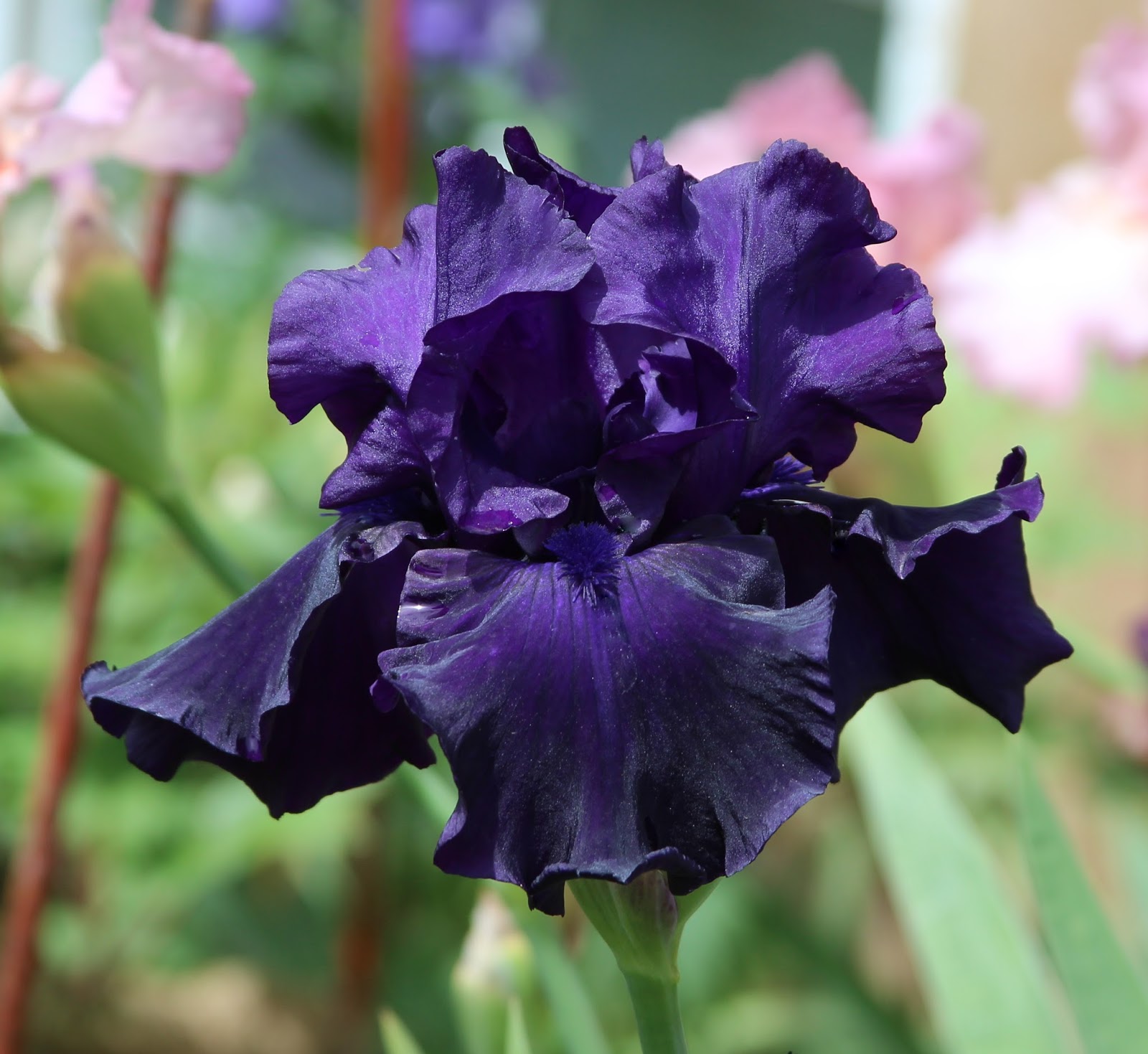 Ирис германский "блю берд". Ирис германский iris germanic. Ирис германский bianca (бианка). Ирис тукседо германика. Ирис бородатый блюберд вайн.