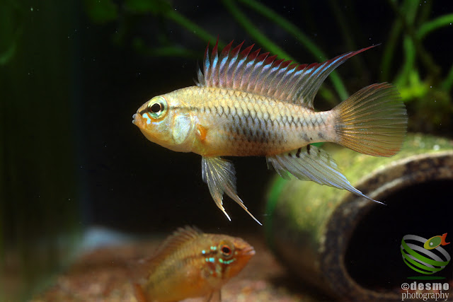 F1, Apistogramma viejita (Rio Guarrojo)