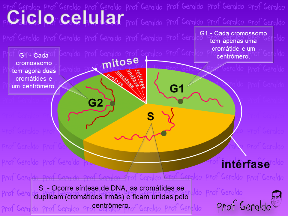 Biologia Ativa Ciclo celular.