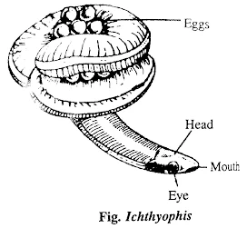 इक्थियोफिश का वर्गीकरण (Classification of Ichthyophis)  -