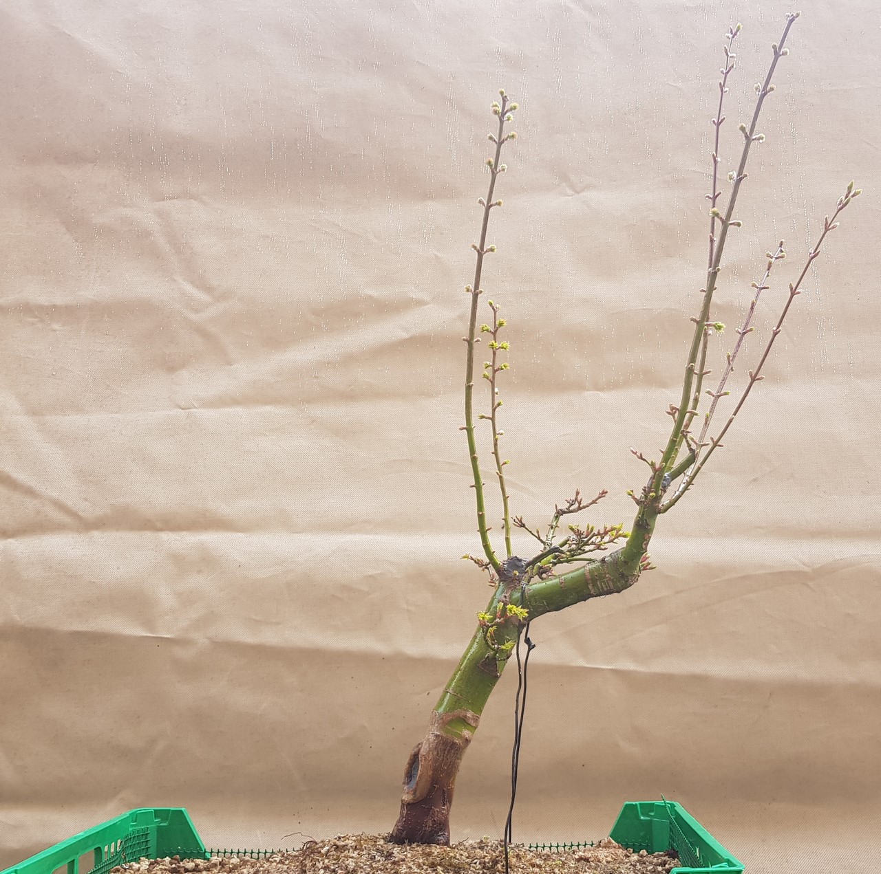 Acer palmatum shishigashira 20180313_100749