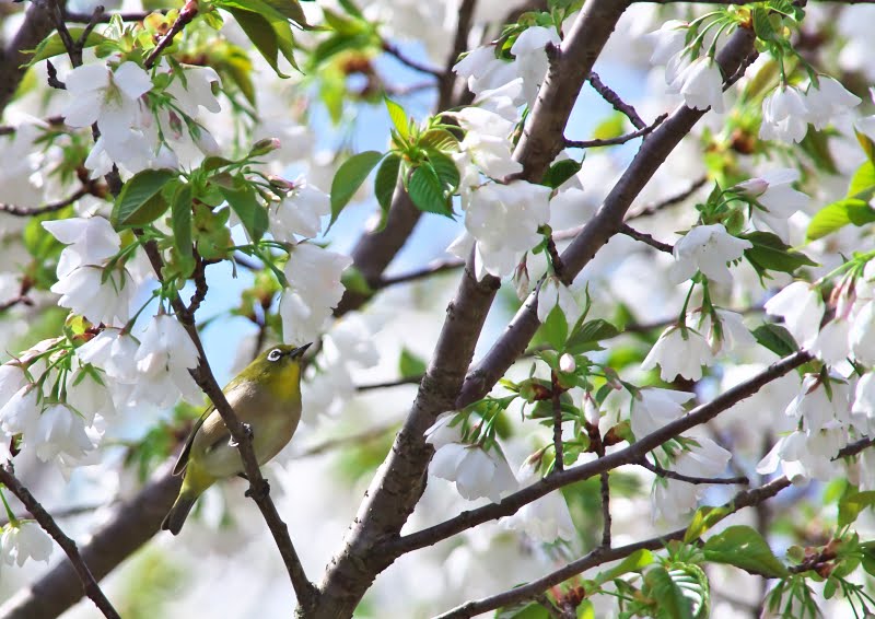 アームサークルは肩と腕の筋肉を引き締める効果があります アームサークルは本当に効果があるのか?