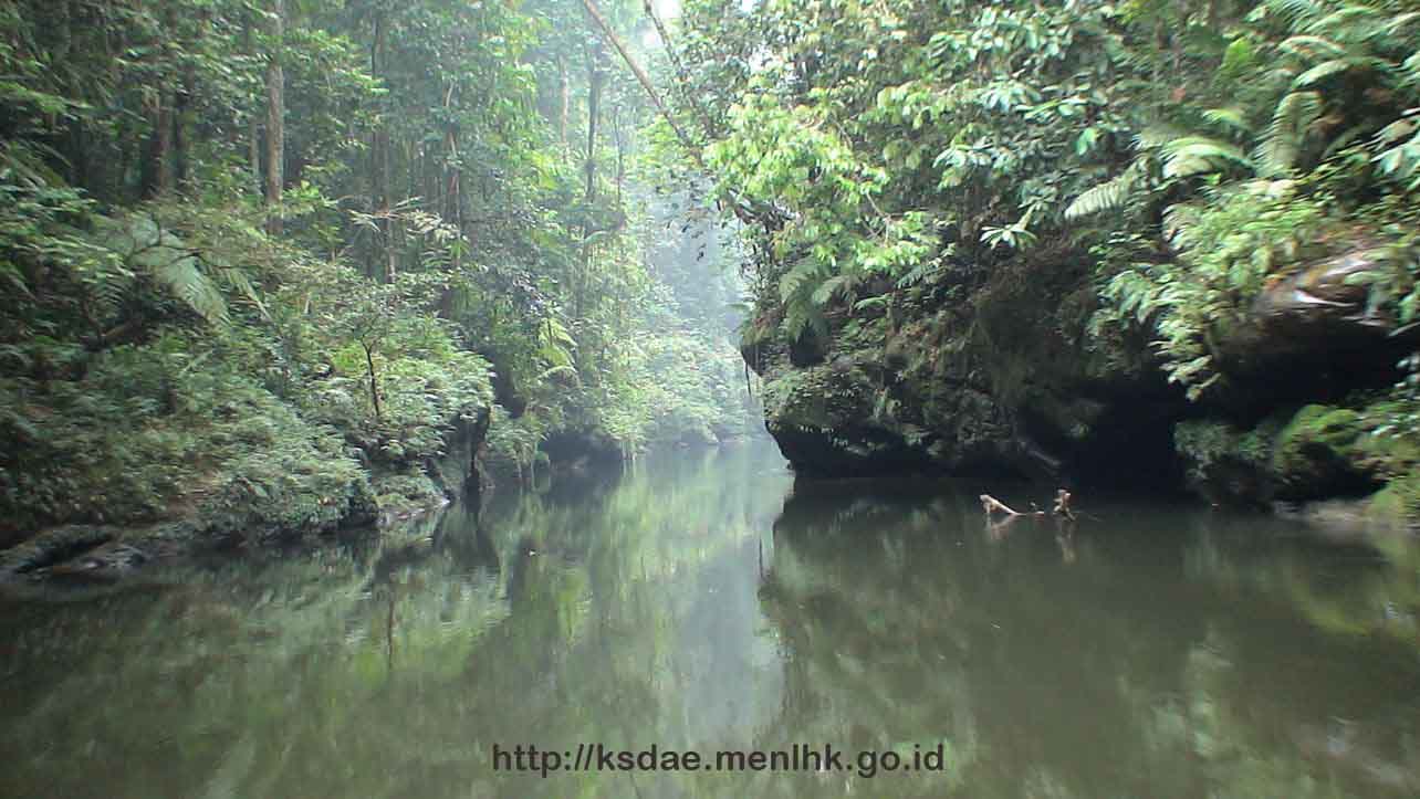 Taman Nasional Bukit Tiga Puluh (TNBT) Riau yang Kaya Flora Fauna