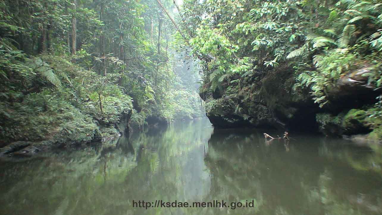 Taman Nasional Bukit Tiga Puluh (TNBT) Riau yang Kaya