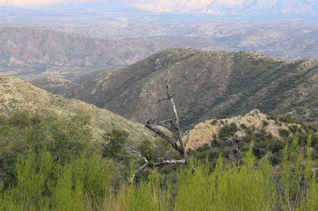 Guided%2BCoues%2BDeer%2BHunts%2Bin%2BSonora%2BMexico%2Bwith%2BJay%2BScott%2Band%2BDarr%2BColburn%2BDIY%2Band%2BFully%2BOutfitted%2B14.JPG