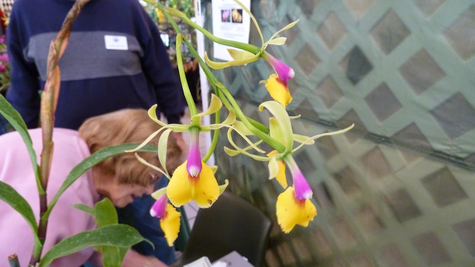 Hooray! Plants!: Pictures From: The Greater Orlando Orchid Society's