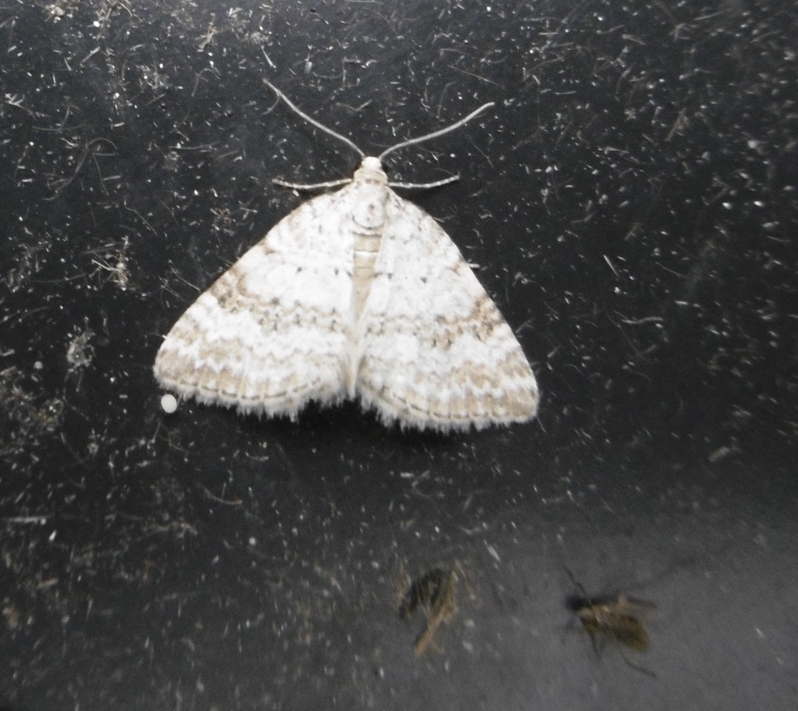 Martin's Moths: Cats online