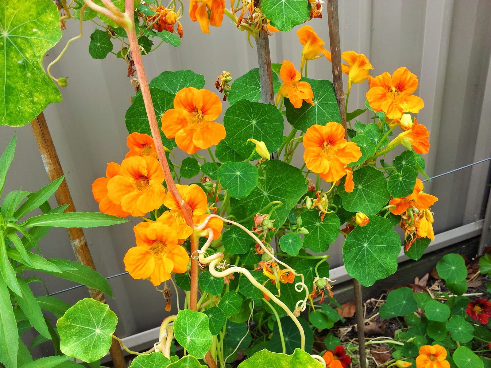 Cooking To Die For Bloody Mary Dill Pickles and Sour Herb Dill Pickles