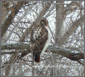 Hawk in the back yard | www.BakingInATornado | #birds #nature