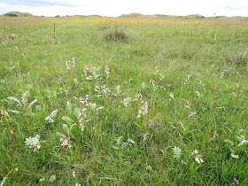 Marsh Helleborines - Lindisfarne