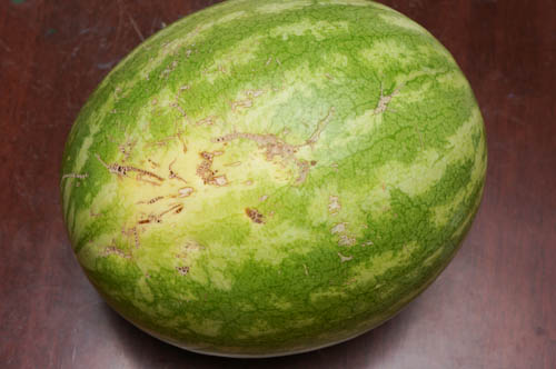 Wagnabbit: Bogue Sound watermelons are a coastal delicacy