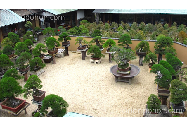 Ciri Ciri Pohon Bonsai Beringin