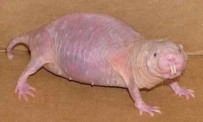 animals with weird faces, animals with crazy faces, naked mole rat