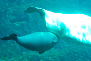 beyaz balina ve yavrusu