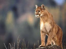 Mountain Cougar supposedly represents aging, worn out women, there you go..