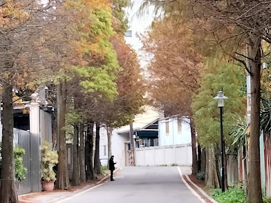 大溪景點-落羽松大道-錯過了陽光普照的燦爛金黃