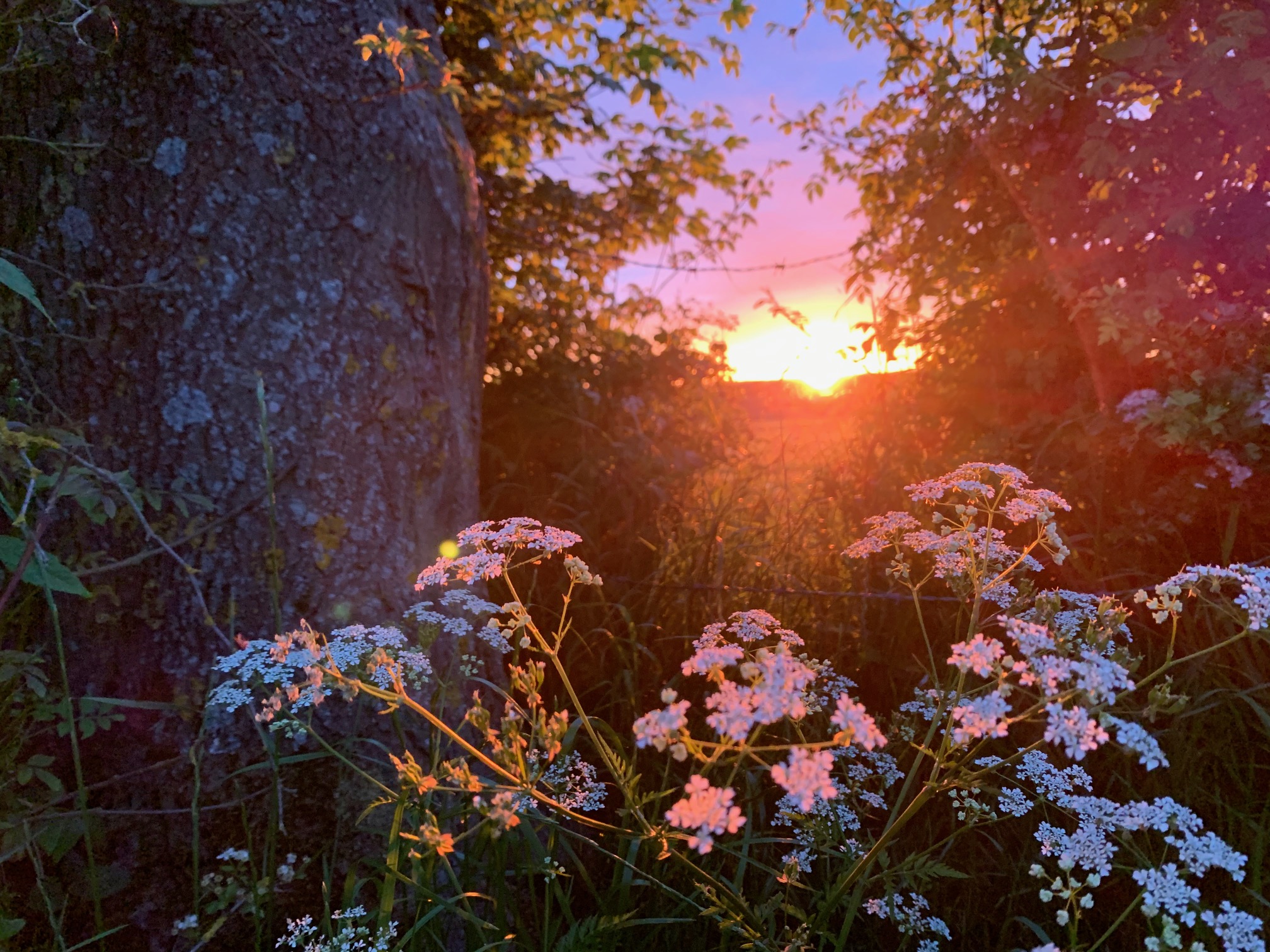 HERBIE!: May in June