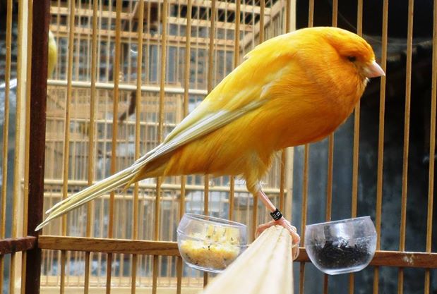 MODERN FARMS: MENGENAL MACAM JENIS BURUNG KENARI