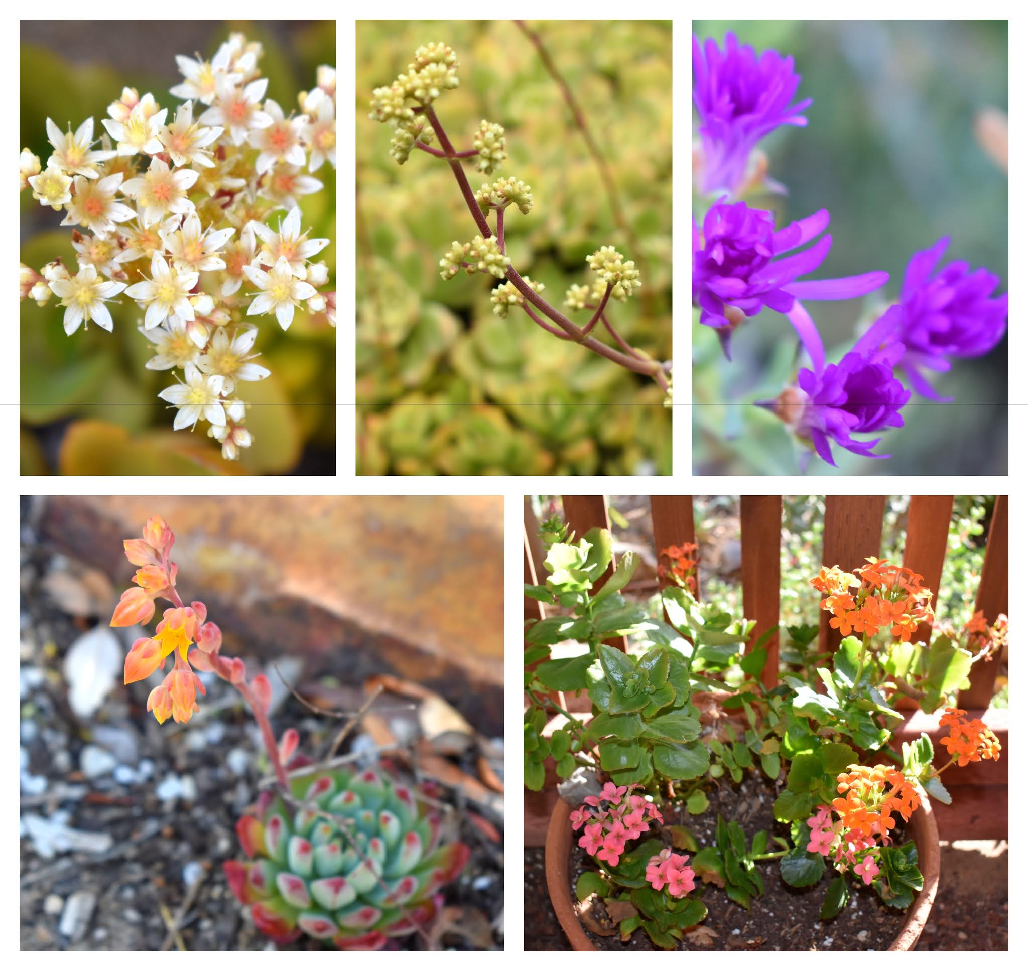 Late to the Garden Party Succulents in bloom