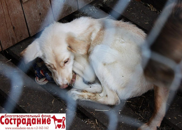 «Чуть с кормом не съели щенков»: На живодерне под Нижним Новгородом нашли десятки собак, заколоченных в ящики