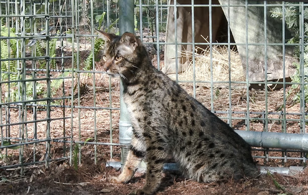 Loki an abandoned high filial Savannah cat. At BCR now. Safe but anxious