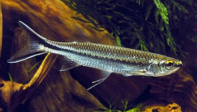 Apollo Shark Catfish Ikan Predator Air Tawar Yang Merupakan Perenang Aktif Di Akuarium Apollo Shark Catfish Ikan Predator Air Tawar Yang Merupakan Perenang Aktif Di Akuarium