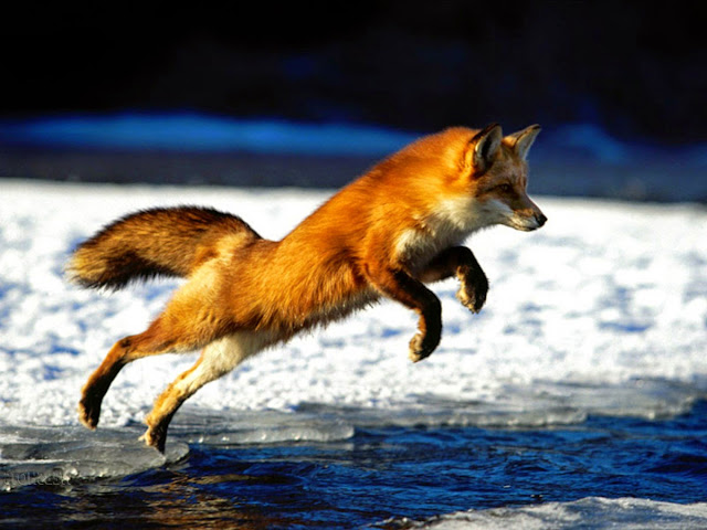 17871-Fox Animal HD Wallpaperz