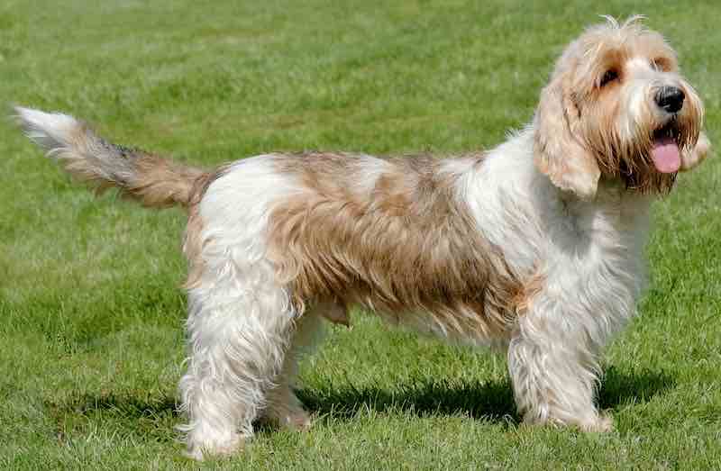 American Kennel Club adds Two new Dog Breeds