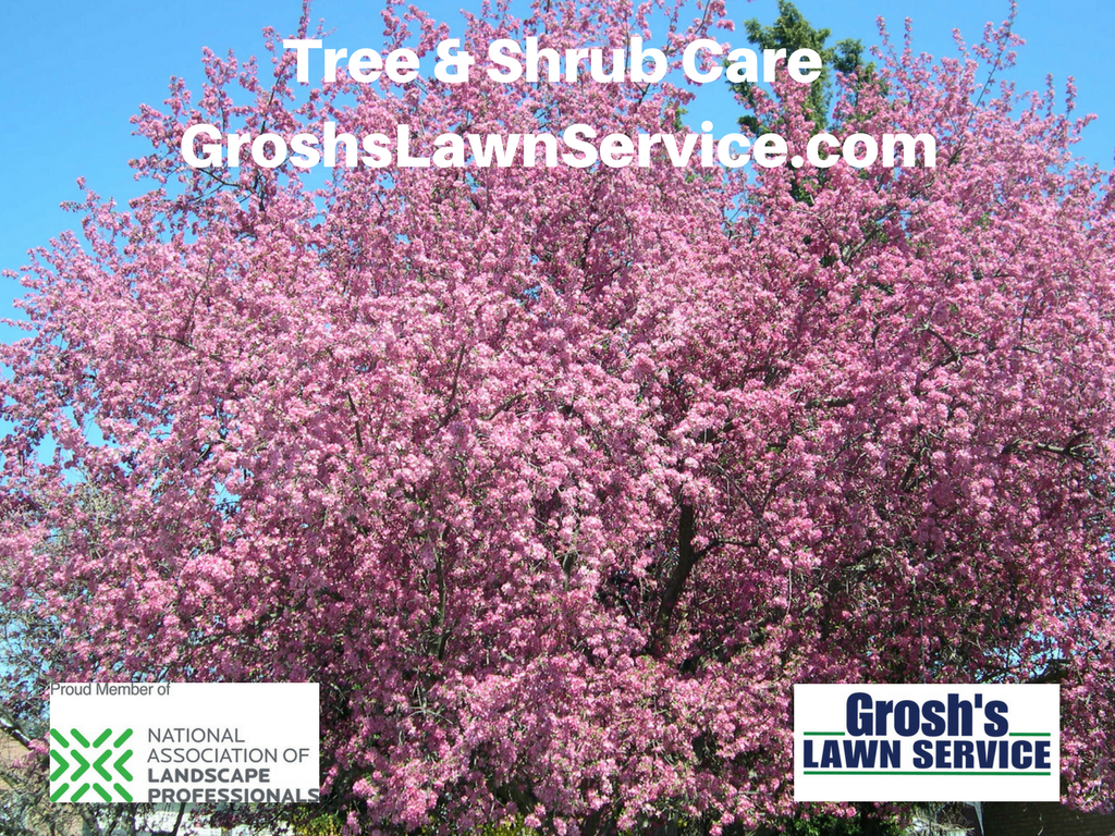 Groshs Lawn Service Tree & Shrub Care Hagerstown MD Boonsboro MD