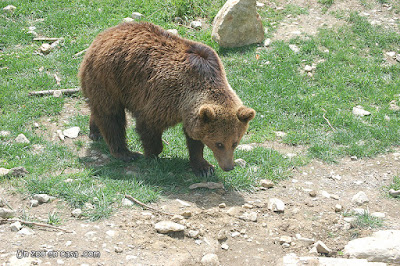 Oso pardo en el parque Aran Park