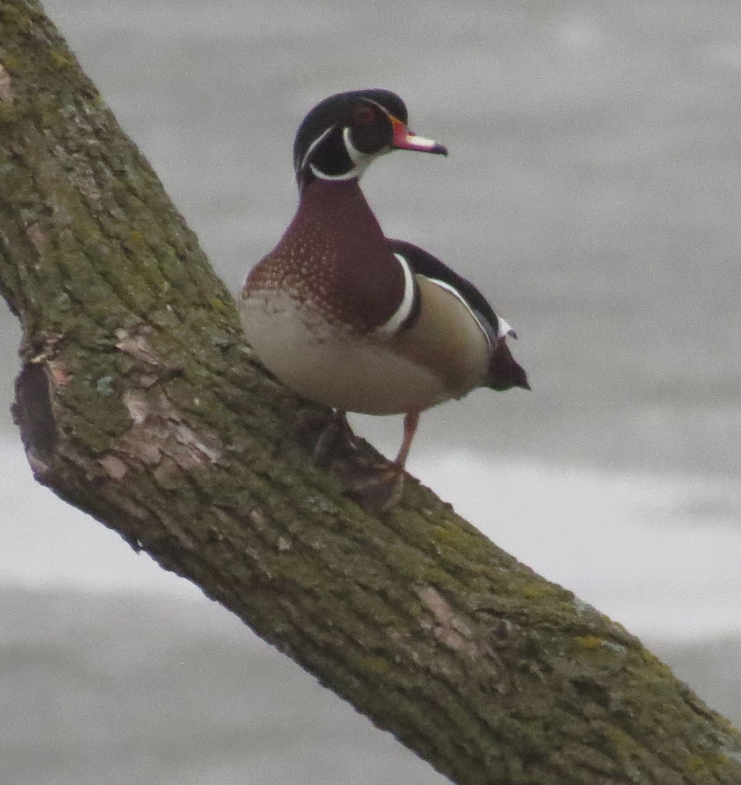 LGB s Nature Photos Wood Ducks Mean Spring