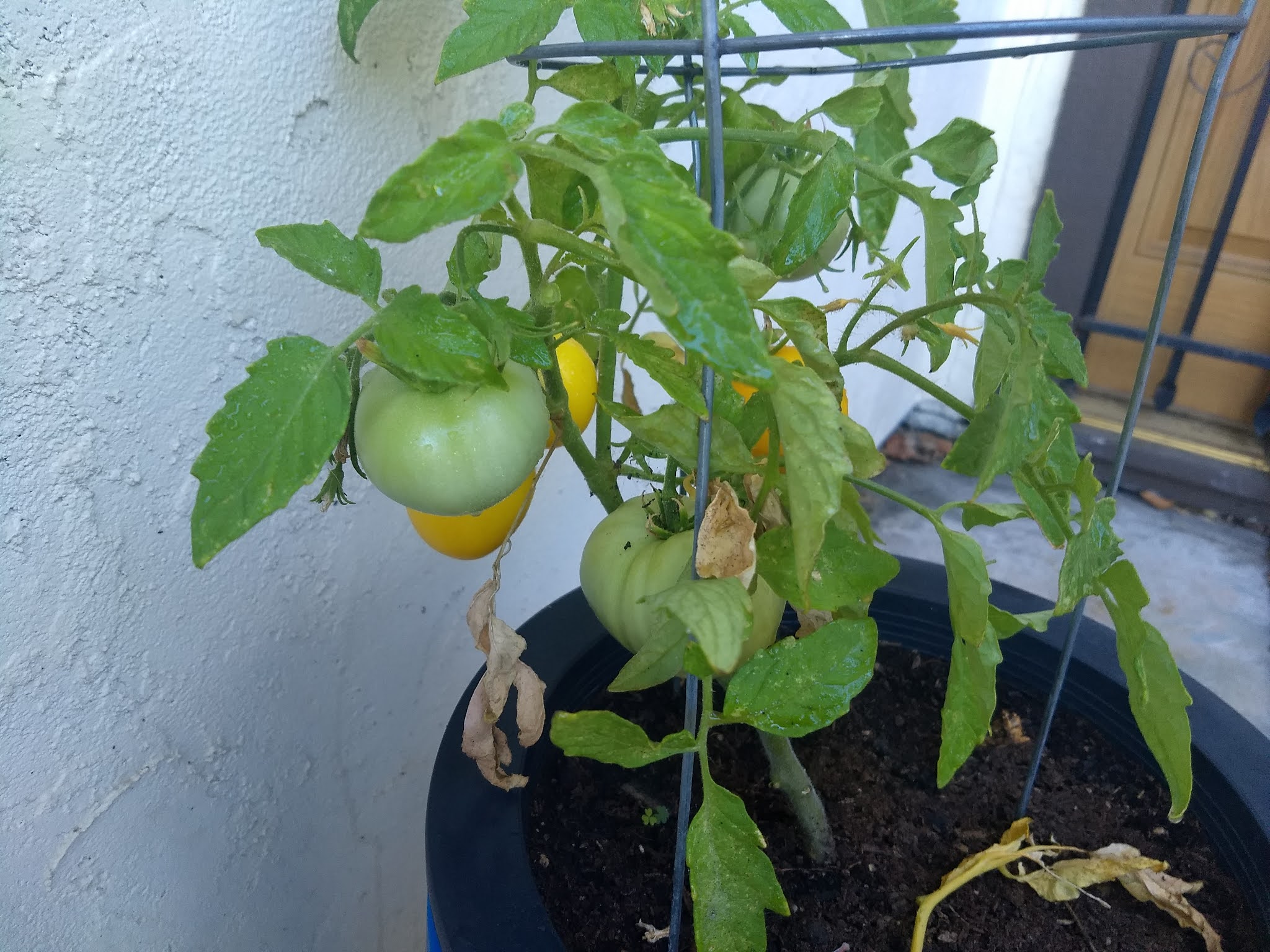 The Scientific Gardener The Amazing Taxi Tomatoes in a 10 inch