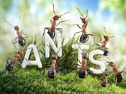 Formigas and Ants