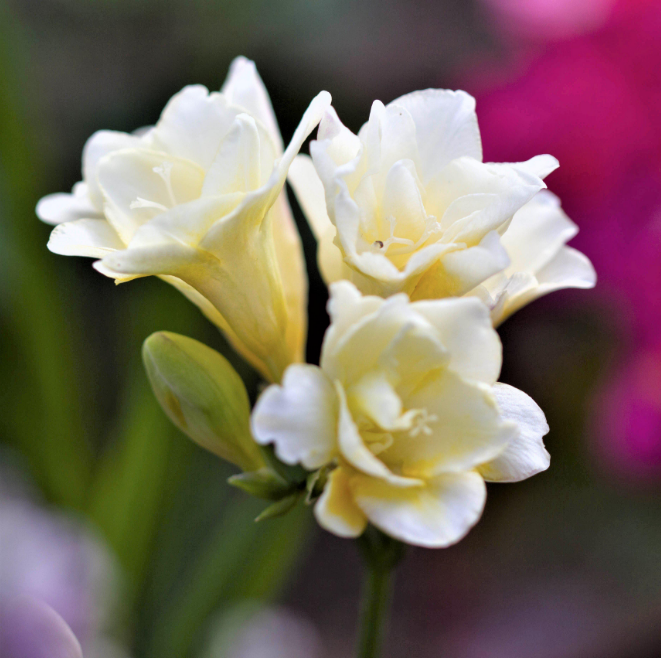 51 Freesia Like Flowers Flowyes
