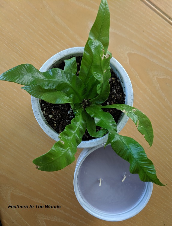 Taking Care of Houseplants During Winter Feathers in the woods