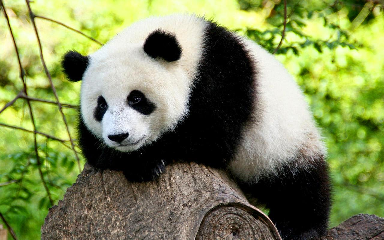  Gambar Panda Lucu Serta Asal Usul Panda Ayeey com