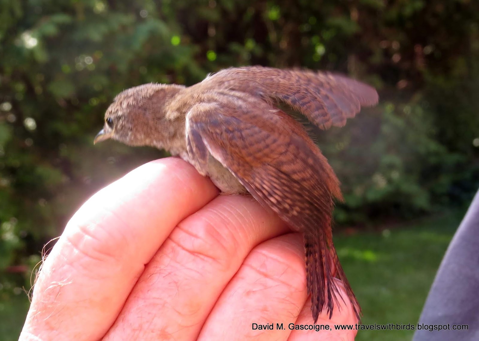 The First Weekend of Fall Bird Banding at SpruceHaven and a Visit by