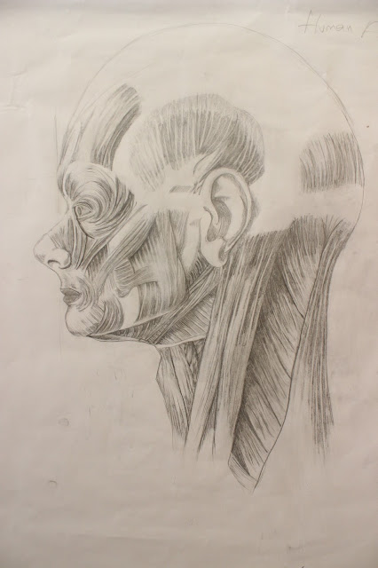 Voon Lyn's E-Portfolio/Blog: Drawing the human anatomy