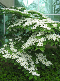 Royal Botanical Gardens doublefile viburnum plicatum lanarth by garden muses-not another Toronto gardening blog