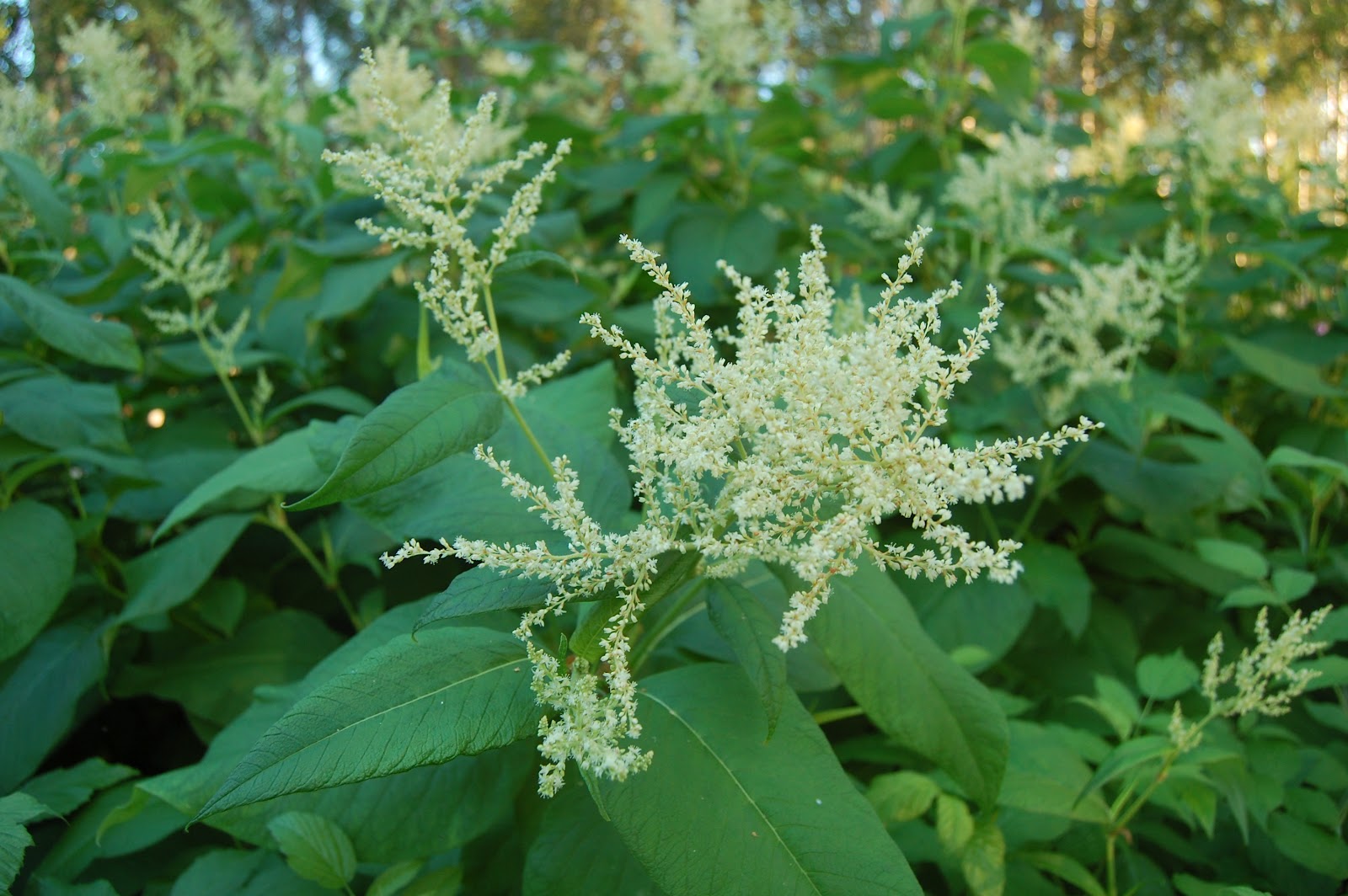 Svanå trädgård: Parkslide och Jätteslide.