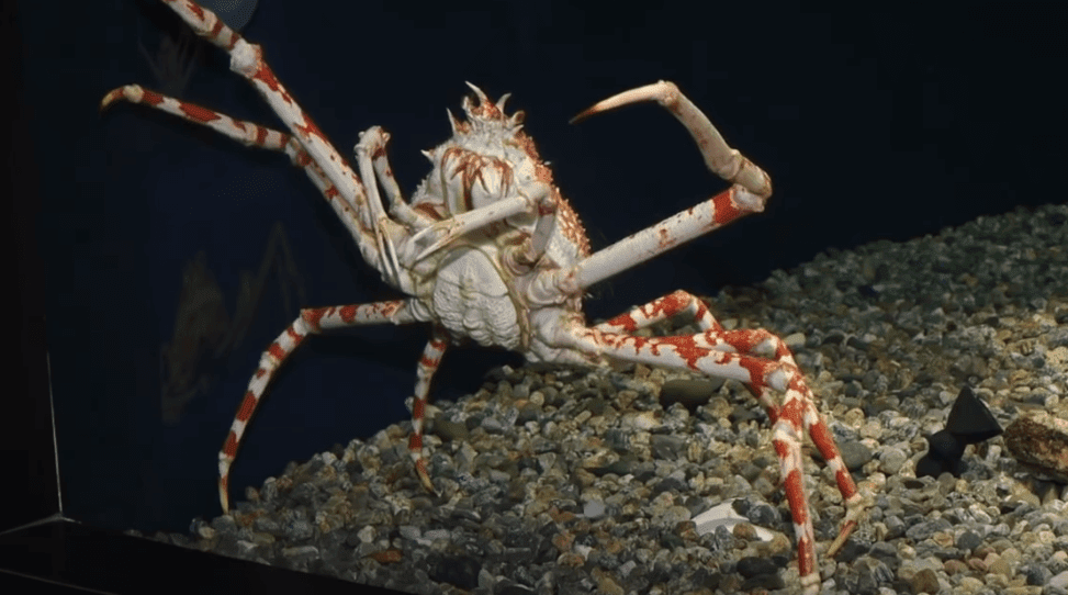 أكبر عنكبوت في العالم الميادين