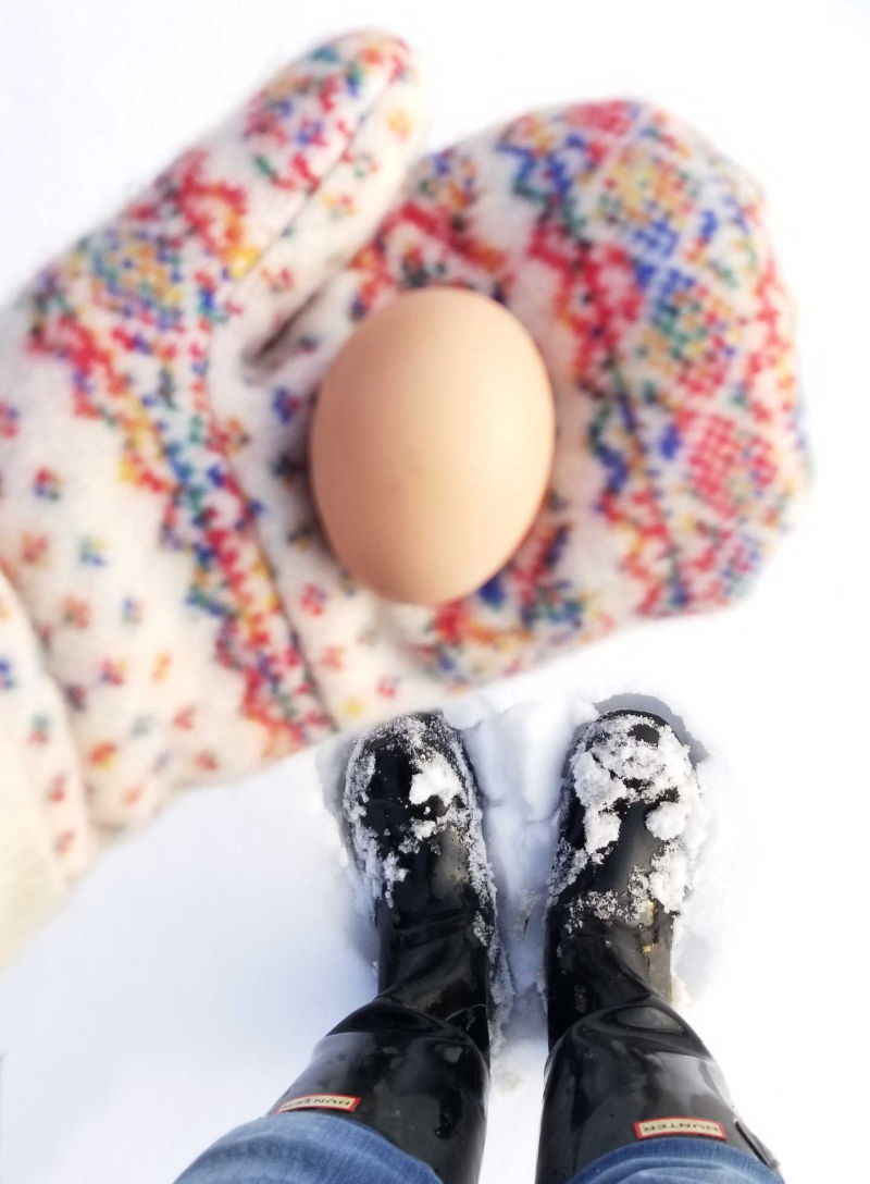 How to Keep Your Chickens Laying Eggs Through the Winter Fresh Eggs