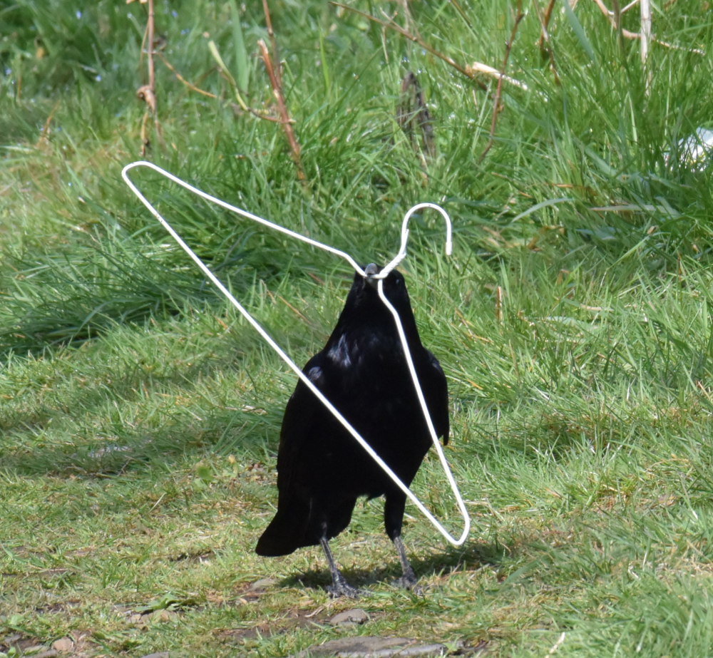 よりどりみどりのとりみno 2 針金ハンガーとカラス