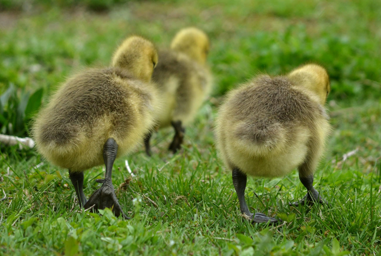Woods Walks and Wildlife Baby Geese Are Seriously Adorable