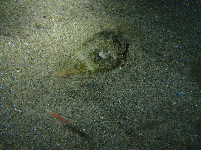 Conus ventricosus Conus ventricosus
