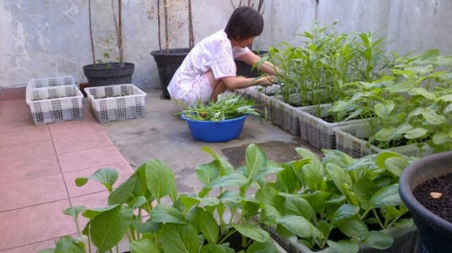 Memiliki Sisa Lahan Tapi Sempit? Manfaatkan Saja Seperti Berikut Ini Memiliki Sisa Lahan Tapi Sempit? Manfaatkan Saja Seperti Berikut Ini