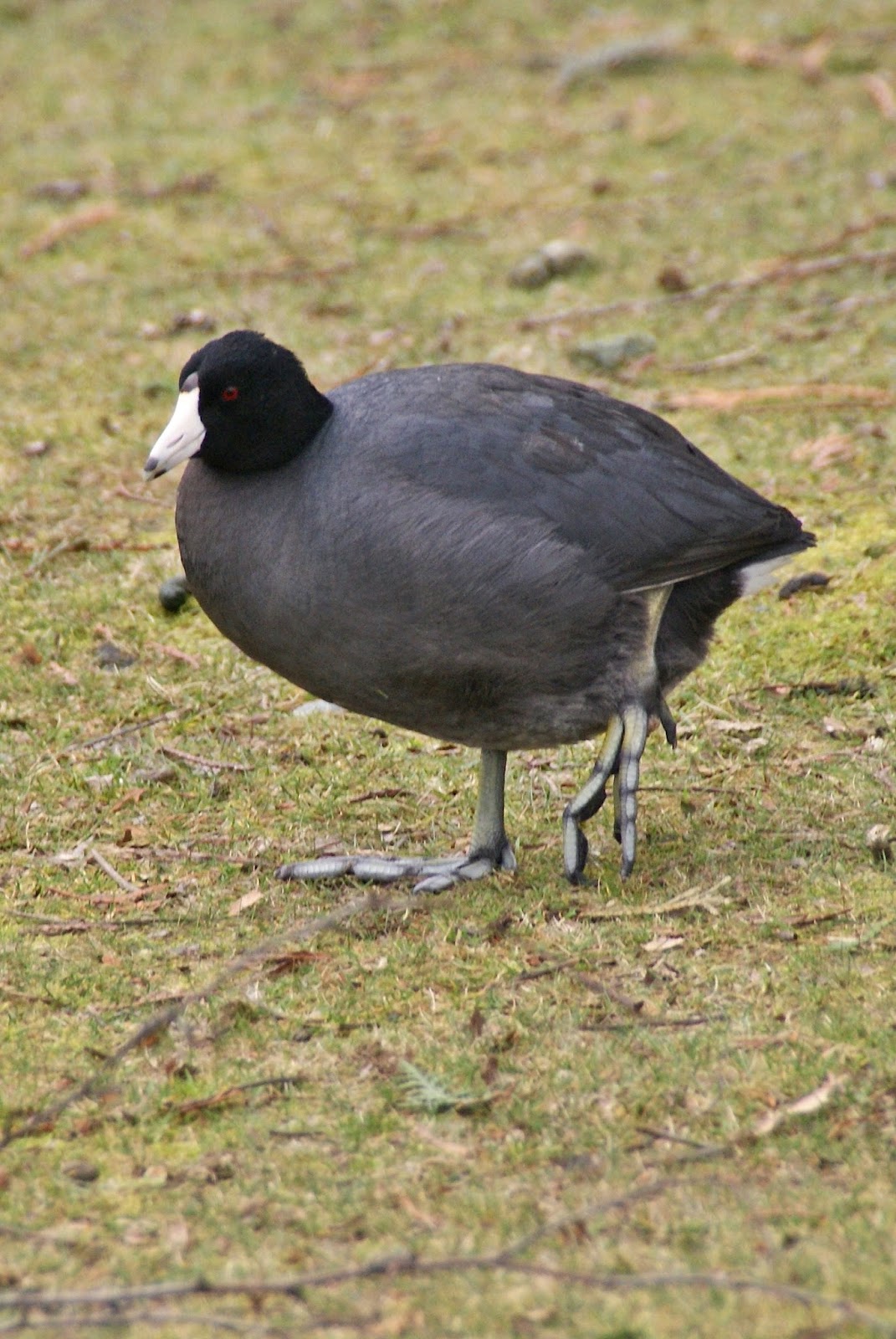 My bird blog american coot