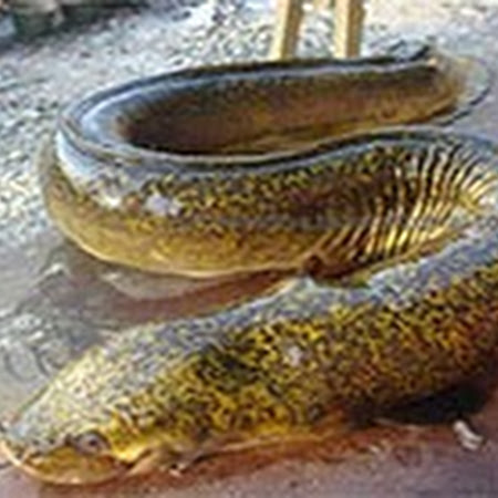 Umpan Mancing Sidat Dan Caranya Umpan Mancing Mania