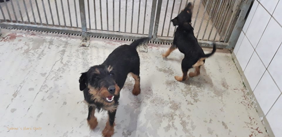 Sabine�s Harz Quilt Aktiv für Hunde in Not e.V.